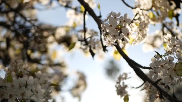 Primavera flor branca de cerejeira, Califórnia, EUA. Delicadas flores de sakura concurso de pêra, maçã ou damasco. Primavera atmosfera romântica fresca, flor botânica pura, bokeh foco suave. — Vídeo de Stock