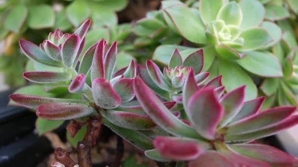 Sappige planten collectie, tuinieren in Californië, Verenigde Staten. Home garden design, diversiteit van verschillende botanische kippen en kuikens. Gesorteerde mix van decoratieve decoratieve echeveria kamerplanten, sierteelt — Stockvideo