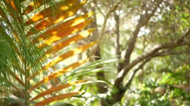 Kaliforniya 'daki astropikal orman. Taze bahar sabahı atmosferi, yeşil parlak ahşap, güneşli doğal yağmur ormanı. Bahar mevsiminin yemyeşil yaprakları, ormanlık arazinin güneşli doğası. Botanik sulu yeşillik