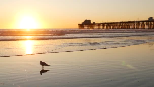 Силует пірса на заході сонця, Каліфорнія, США, Океансайд. Океанський тропічний пляж. Чайка біля хвилі. — стокове відео