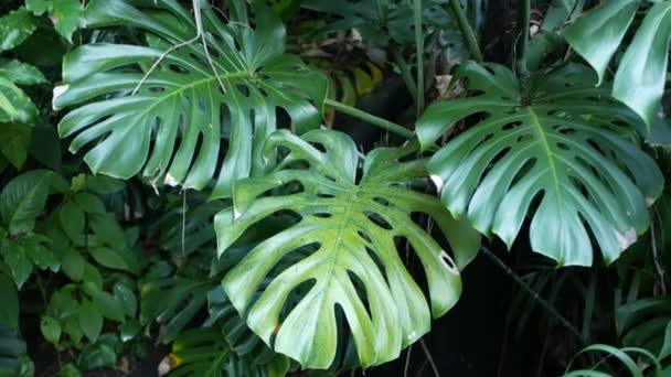 Exotisk monstera djungel regnskog tropisk atmosfär. Färska saftiga frondblad, otroligt tät igenvuxen djup skog. Mörk naturlig grönska frodiga lövverk. Evergreen ekosystem. Paradiset lugn estetik — Stockvideo