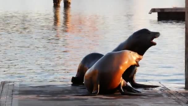 Seelöwe Rookie auf Pier, Kalifornien USA. Wildtiere an der kalifornischen Küste. Wilde Robbe durch Meerwasser. — Stockvideo