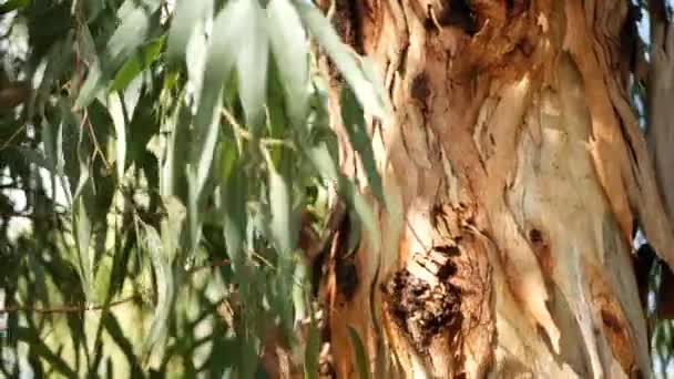 Eucalipto na Califórnia, EUA. Nativo da goma da Austrália. Vento em folhas verdes de murta na primavera. Fresca atmosfera de primavera de natureza selvagem. Planta americana na floresta. Vegetação botânica natural — Vídeo de Stock