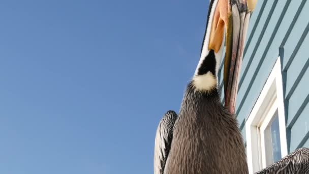 Dziki brązowy pelikan na molo, California ocean beach USA. Pelecanus przybrzeżny, wielki ptaku. Dziób duży — Wideo stockowe