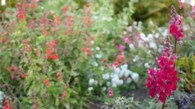 Renkli kır çiçekleri, bahar sabahı çayırları, doğal bitki örtüsü. Çiçeklerin narin çiçek açması, Kaliforniya, ABD 'de bahçıvanlık. Renkli romantik bahar çiçekleri var. Bitki çeşitleri
