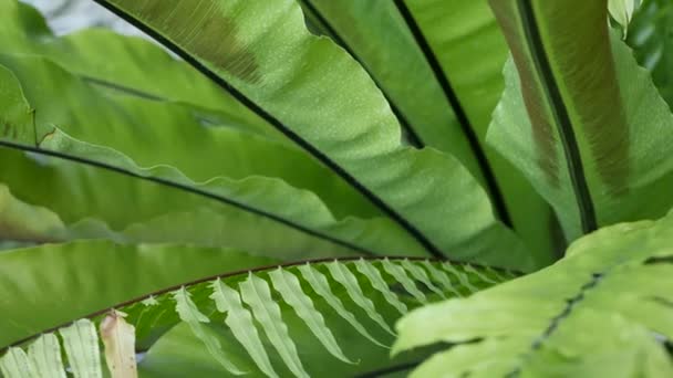 鸟巢蕨类深绿色叶子.奇异的热带亚马逊丛林雨林,时尚的植物氛围.天然郁郁葱葱的树叶生机勃勃的绿叶,极富审美气息.灵芝植物叶子 — 图库视频影像