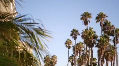 Palms Los Angeles, Kaliforniya, ABD 'de. Pasifik Okyanusu 'ndaki Santa Monica ve Venice Sahili' nin yaz estetiği. Açık mavi gökyüzü ve simgesel palmiye ağaçları. Hollywood 'daki Beverly Hills' in atmosferi. LA titreşimleri