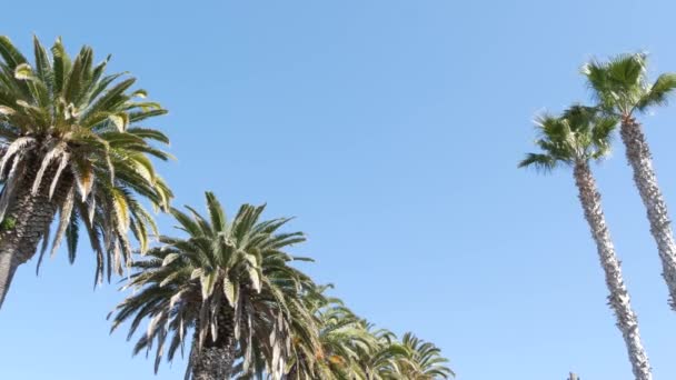 Palmas em Los Angeles, Califórnia, EUA. Estética de verão de Santa Monica e Venice Beach no oceano Pacífico. Céu azul claro e palmeiras icônicas. Atmosfera de Beverly Hills em Hollywood. Vibrações de LA — Vídeo de Stock