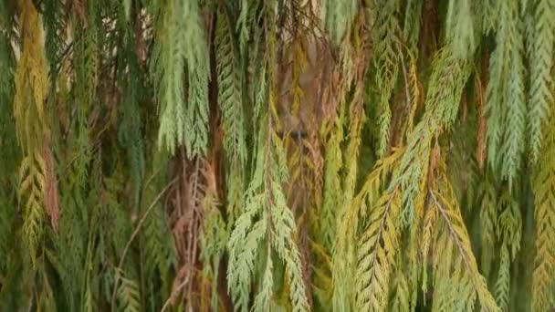 Cypress coniferous tree in garden, California USA. Natural botanical close up background. Atmosphere of spring morning forest, springtime woodland. Decorative delicate greenery, soft focus blur bokeh — Stock Video