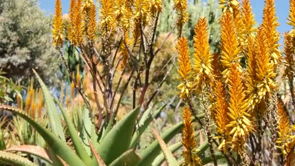 Aloe succulent roślin żółty kwiat, Kalifornia USA. Pustynia flora suchy klimat naturalne botaniczne zbliżenie tła. Żywy pomarańczowy kwiat aloesu Very. Ogrodnictwo w Ameryce, rośnie z kaktusa i agawy — Wideo stockowe