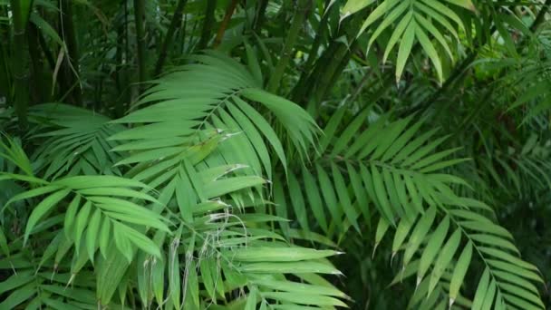 Selva exótica selva tropical atmósfera. Helecho, palmeras y jugosas hojas de frondas frescas, bosque profundo tupido amazónico. Verde oscuro natural exuberante follaje. Ecosistema Evergreen. Paraíso estético — Vídeos de Stock