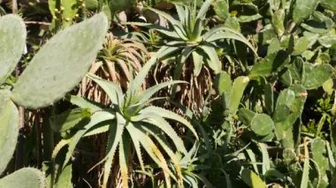 Kaktüs sulu bitki, California USA. Çöl bitkisi, kurak iklim doğal çiçek, botanik yakın plan. Yeşil süslemeli sıra dışı ev bitkisi. Amerika 'da bahçıvanlık, aloe ve agave ile büyür