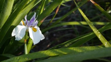 Kaliforniya, ABD 'de bahçıvanlık yapan beyaz iris çiçeği. Bahar sabahı bahçesinde narin bir çiçek, yaprakların üzerinde taze çiy damlaları. Yumuşak odak noktasında bahar çiçekleri. Doğal botanik yakın plan