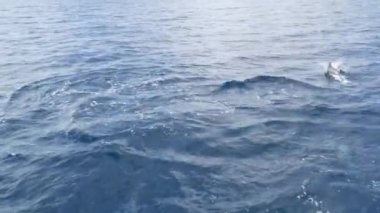 Özgürlük içinde yunuslar sürüsü, Pasifik Okyanusu mavi suyu. Denizdeki vahşi hayvanlar okulu. Kaliforniya ABD.