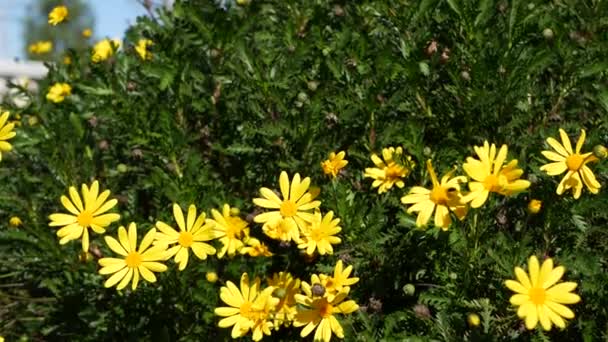 Gul tusenblomma, trädgårdsodling i Kalifornien, USA. Naturlig botanisk närbild bakgrund. Euryops Pectinatus blommar i vårens friska trädgård. Vårflora, Asteraceae buske i mjukt fokus. — Stockvideo