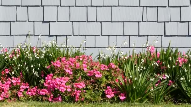 Diascia dan bunga-bunga salju, California USA. Snowbell embun mekar lembut. Kebun rumah, Amerika dekoratif tanaman hias rumah, suasana botani alami. Hijau halaman dan rumah dinding kayu — Stok Video