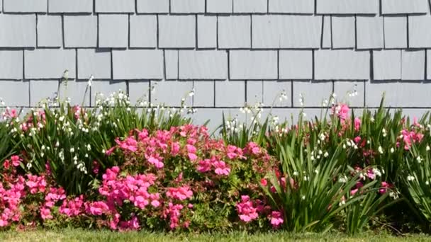 Diascia i kwiaty płatków śniegu, Kalifornia, USA. Śnieżny dzwon rosy kwitnie. Ogrodnictwo domowe, amerykańska ozdobna roślina ozdobna, naturalna atmosfera botaniczna. Zielony trawnik i dom drewniana ściana — Wideo stockowe