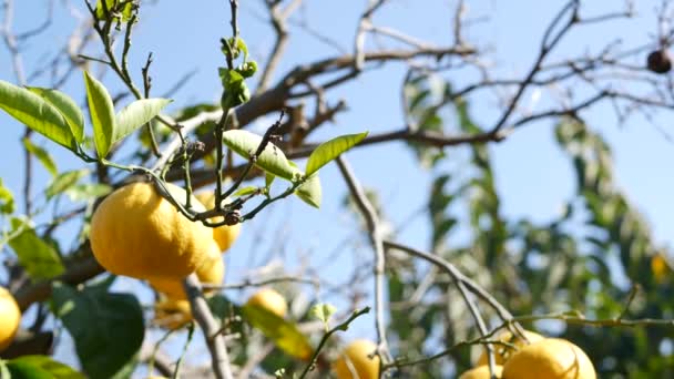 Citrusové pomerančové ovoce, holé listí, Kalifornie USA. Jarní zahrada, místní americká zemědělská farma, zahradnictví. Šťavnaté čerstvé exotické tropické sklizně na větvi. Modrá obloha — Stock video