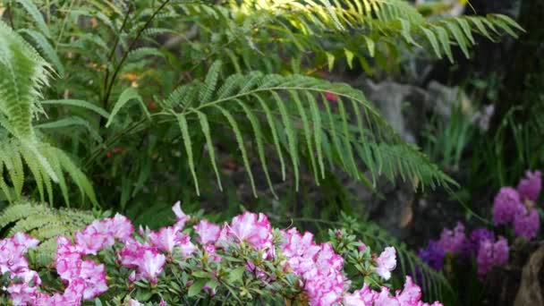 Azalea rhododendron flor roxa na floresta, Califórnia EUA. atmosfera da manhã de primavera, flor rosa violeta delicada, folhas de solda de planta samambaia verde. Primavera fada botânica puro frescor em madeira — Vídeo de Stock