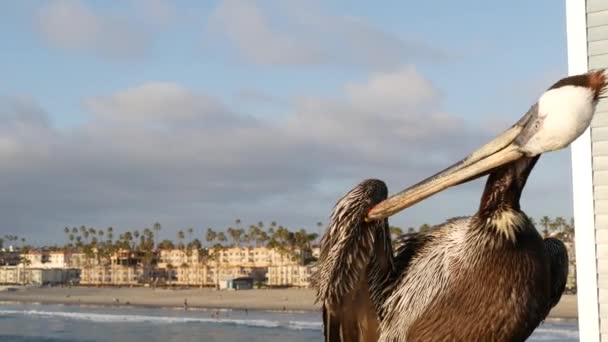 カリフォルニア海のビーチUSAの桟橋に野生の茶色のペリカン。海岸のペリカヌス、大きな鳥。大請求書くちばし — ストック動画