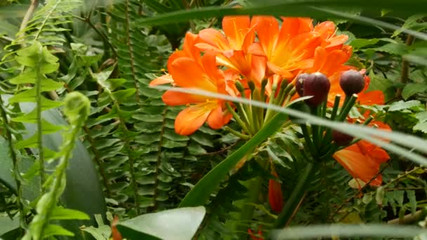 Natal bush kafir lily flower, Califórnia, EUA. Clivia miniata laranja flamboyant flor botânica vibrante ardente exótico. Atmosfera tropical da floresta tropical. Jardim natural verde suculento fresco vívido — Vídeo de Stock