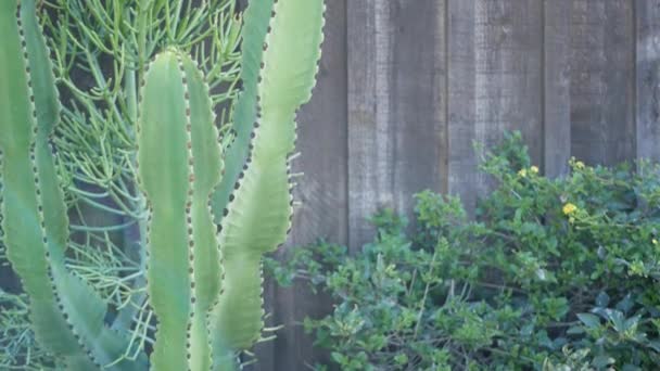 Cactus planta suculenta, Califórnia EUA. Flora do deserto, clima árido flor natural, fundo botânico close up. Planta de sala ornamental incomum verde. Jardinagem na América, cresce com aloés e agave — Vídeo de Stock