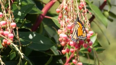 Monarch Kelebeği Arbutus çiçeğini polenledi, Kaliforniya ABD. Pembe medrese çiçeği, romantik botanik atmosfer, narin egzotik çiçekler. Bahar pastel renkleri. Bahçede bahar sabahı tazeliği