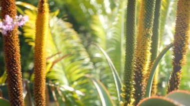 Aloe sulu bitki sarı çiçek, California USA. Çöl bitki örtüsü iklimi doğal botanik yakın plan. Aloe Vera 'nın canlı turuncu çiçeği. Amerika 'da bahçıvanlık, kaktüs ve agave ile yetişir.