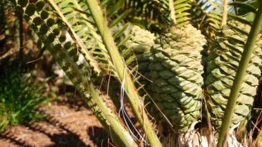 Cycad eğreltiotu yaprakları California, ABD 'de. Yeşil, sulu, doğal botanik yaprakları. Ensefalartos ya da zamiaceae dioon palmiye yeşilliği. Tropik yağmur ormanları orman atmosfer bahçesi tasarımı