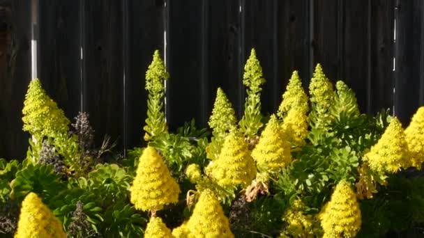 Aeonium arboreum houseleek ağacı sarı çiçek, Kaliforniya, ABD. İrlanda gülü koyu sulu şişkinlik. Evde bahçıvanlık, Amerikan dekoratif ev bitkisi, doğal botanik çöl atmosferi. — Stok video