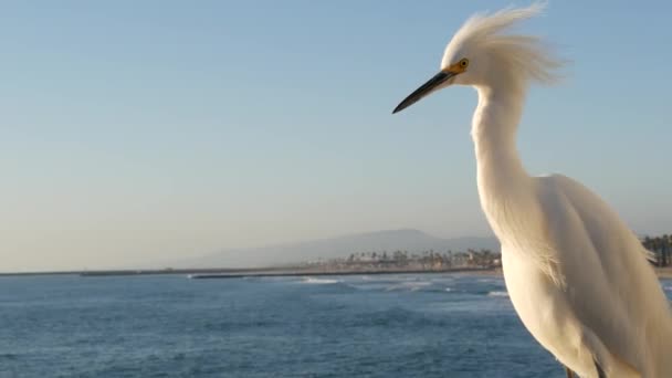 Λευκό χιονισμένο egret σε κιγκλιδώματα προβλήτα, Καλιφόρνια ΗΠΑ. Παραλία ωκεανού, κύματα θαλασσινού νερού. Παράκτια πτηνά ερωδιός — Αρχείο Βίντεο