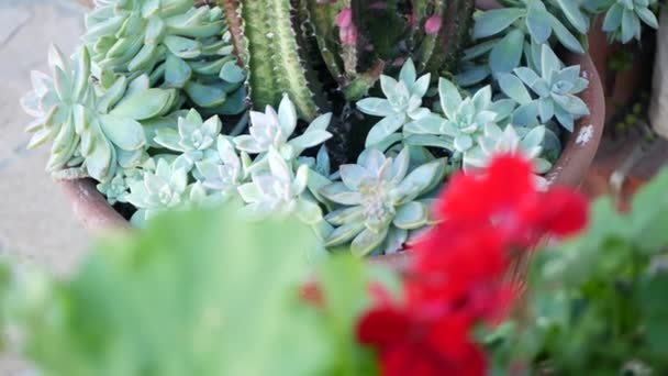 Sbírka šťavnatých rostlin, zahradničení v Kalifornii, USA. Domácí design zahrady, rozmanitost různých botanických slepic a kuřat. Sortiment směs dekorativních okrasných keřů, květinářství — Stock video