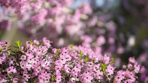 Heath tree pink flowers, California USA. Erica arborea briar root springtime bloom. Home gardening, american decorative ornamental houseplant, natural botanical atmosphere. Lilac mauve spring blossom — Vídeo de Stock