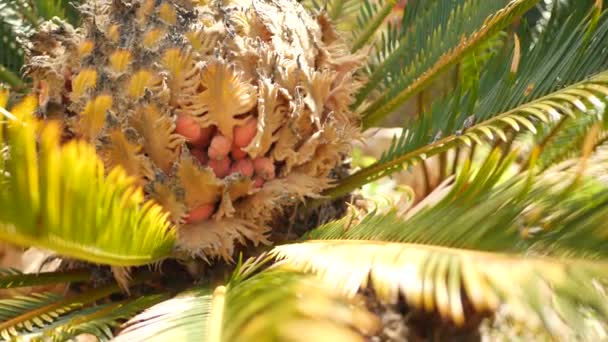 Φύλλα Cycad φτέρη στο δάσος, Καλιφόρνια ΗΠΑ. Πράσινο ζουμερό φυσικό βοτανικό φύλλωμα. Encephalartos ή zamiaceae dioon φύλλα πλούσια σε φοίνικες. Τροπικά τροπικά δάση ζούγκλα ατμόσφαιρα κήπο σχεδιασμό — Αρχείο Βίντεο