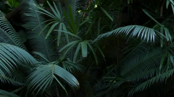 Экзотические джунгли тропическая атмосфера тропических лесов. Папоротник, пальмы и свежие сочные передние листья, амазонский густой заросший глубокий лес. Темно-зеленая пышная листва. Экосистема Эвергрин. Райская эстетика — стоковое видео