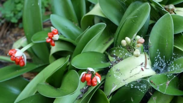 Bayas rojas en el bosque, California, EE.UU. Ambiente botánico de selva tropical exótica. Primavera mañana jugosa vegetación vívida, hojas de plantas. Jardín de hadas de primavera, frescura botánica en madera — Vídeo de stock