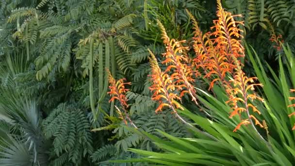 Kwiat pomarańczy afrykańskiej flagi, Chasmanthe Floribunda naturalne tło botaniczne. Egzotyczny kwiat w ogrodzie, ogrodnictwo w Kalifornii, USA. Żywa flora i bujne liście. Żywe soczyste kolory roślin — Wideo stockowe