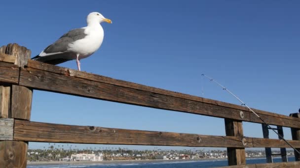 Fiske mete redskap eller redskap på piren. Kalifornien USA. Havsmåsfågel, spö eller snurrande. — Stockvideo