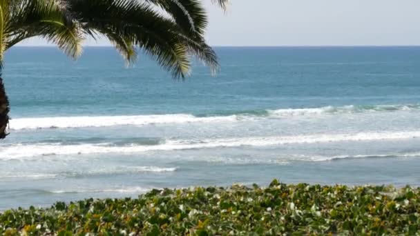 Pacific oceaan getij, Californië strand USA. Zee golven en palmbomen op zonnige dag. Zomervakantie. — Stockvideo