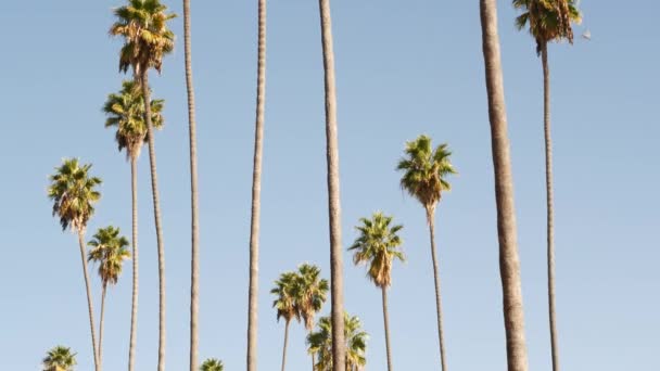 팜 스 , LA, 캘리포니아, 미국. 여름의 미적 아름다움은 태평양의 산타 모니카 와 베니스 해변입니다. 푸른 하늘 과 상징적 인 야자나무가 있다. 할리우드의 베버리 힐스의 대기. 라오디게아 — 비디오