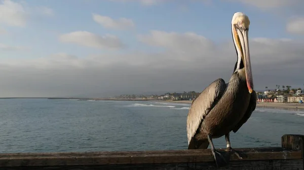 Kaliforniya okyanus plajı, rıhtımdaki vahşi kahverengi pelikan. Kıyıdaki pelecanus, büyük kuş. Büyük gagalı. — Stok fotoğraf