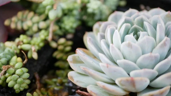 Colección de plantas suculentas, jardinería en California, EE.UU. Diseño de jardín casero, diversidad de varias gallinas y pollitos botánicos. Surtido de mezcla de plantas ornamentales decorativas de la echeveria, floricultura —  Fotos de Stock