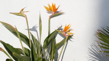 Strelitzia cennet kuşu tropikal turna çiçeği, California USA. Portakal rengi egzotik çiçekler, beyaz duvarda gölgeler, bahçe işleri için doğal moda bitkiler. Los Angeles yaz atmosferi