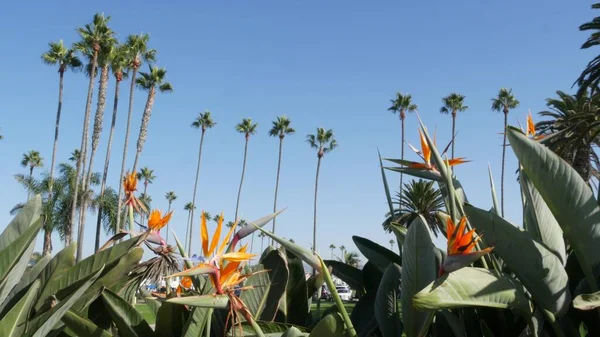 Palme a Los Angeles, California, USA. Estetica estiva di Santa Monica e Venice Beach sull'oceano Pacifico. Strelitzia uccello del paradiso fiore. Atmosfera di Beverly Hills a Hollywood. Le vibrazioni di LA — Foto Stock