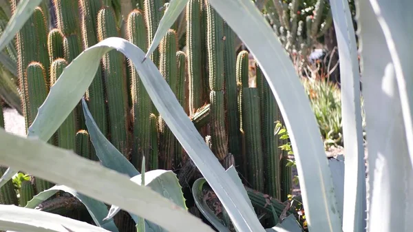 Kaktusowa soczysta roślina, Kalifornia, USA. Pustynna flora, suchy klimat naturalny kwiat, botaniczne zbliżenie tła. Zielona ozdobna niezwykła roślina domowa. Ogrodnictwo w Ameryce, rośnie z aloesu i agawy — Zdjęcie stockowe