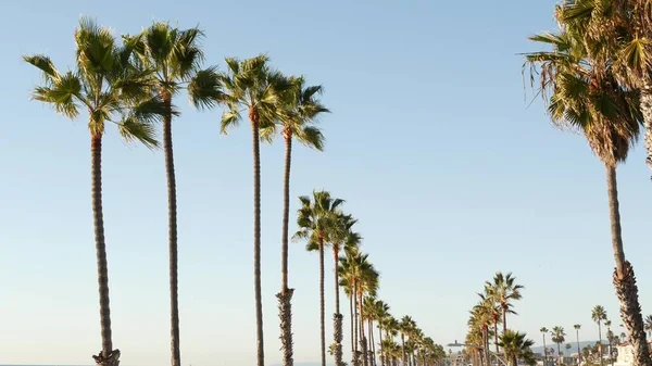 Palm tree perspective in Oceanside, California waterfront pacific ocean tropical beach resort, USA. — Stock Photo, Image