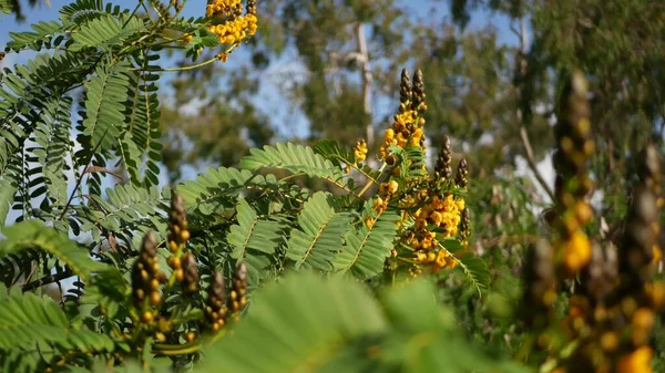 Afrika senna çiçeği, Kaliforniya, ABD 'de bahçıvanlık yapıyor. Doğuştan botanik geçmişi var. Bahar sabahı bahçesinde sarı çiçek, yumuşak odak noktasında taze bahar bitkisi. Şamdan sulu bitki. — Stok fotoğraf