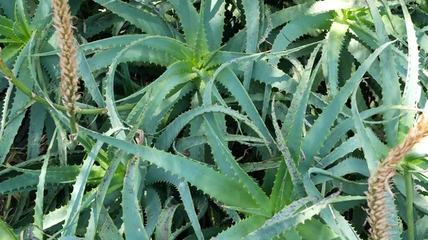 Aloë sappige plant, Californië Verenigde Staten. Woestijnflora kruidengeneeskunde, dorre klimaat natuurlijke botanische close-up achtergrond. Groene bladeren van Aloë Vera. Tuinieren in Amerika, groeit met cactus en agave — Stockfoto