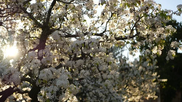 Fiori bianchi primaverili di ciliegio, California, USA. Delicati teneri fiori di sakura di pera, mela o albicocca. Primavera fresca atmosfera romantica, pura fioritura botanica, soft focus bokeh. — Foto Stock