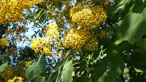 Velvet Groundsel sarı çiçekler, California USA. Roldana Petasitis ilkbahar çiçeği. Evde bahçıvanlık, Amerikan dekoratif ev bitkisi, doğal botanik atmosfer. Canlı bahar çiçekleri. — Stok fotoğraf